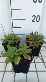 Salvia nemorosa 'Flor Sal Dblue' (Sensation Deep Blue Improved, Sensation Compact Deep Blue) - pot 9x9 cm -