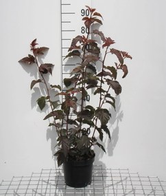 Physocarpus opulifolius 'Tuilad' (Lady in Red) - pot - 40-60 cm
