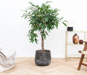 Ficus Amstel King op gevlochten stam - 130cm