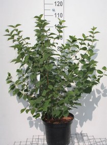Philadelphus 'Virginal' - pot 10L - 80-100 cm