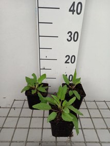 Verbascum chaixii 'Album' - pot 9x9 cm -