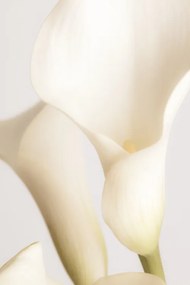 Foto White Calla Lily No 2, Studio Collection