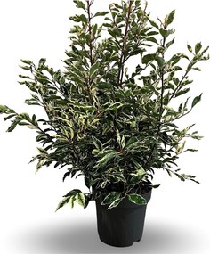 Prunus lusitanica 'Variegata' - pot 12L - 60-80 cm