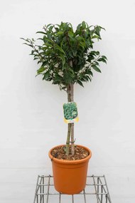 Prunus lusitanica 'Angustifolia' - pot 9L - geënt op stam