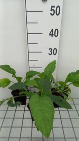 Symphytum grandiflorum 'Hidcote Blue' - pot 9x9 cm -