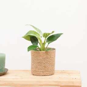 Philodendron White Wave - 25cm