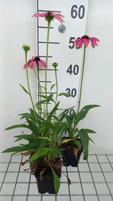 Echinacea 'Purple Emperor' - pot 9x9 cm