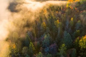 Foto Sunrise and morning mist in the forest, Baac3nes