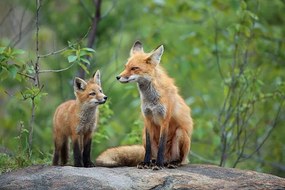 Foto Red Fox & Kit, mlorenzphotography