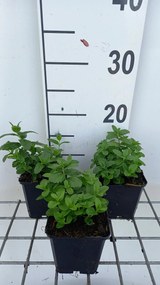 Veronica austriaca 'Royal Blue' - pot 9x9 cm -