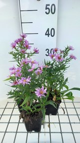 Aster 'Peter Harrison' - pot 9x9 cm