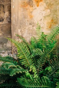 Kunstfotografie Green fern leaves lush foliage., Olena  Malik, (26.7 x 40 cm)