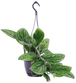 Epipremnum pinnatum'Marble Planet'hangplant - 30cm
