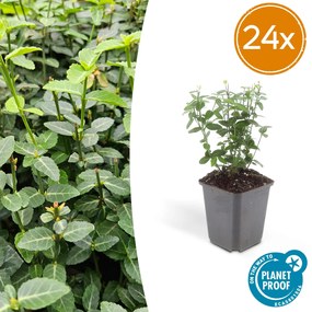 24x Euonymus fortunei radicans - ↕10-25cm - Ø9cm