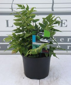 Cyrtomium fortunei - pot 2L
