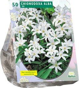 Baltus 'Chionodoxa Alba' voorjaarsbloeiers - 50 bollen