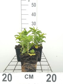 Veronica spicata 'Alba' - pot 9x9 cm -