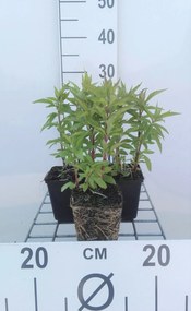 Eupatorium cannabinum - pot 9x9 cm -