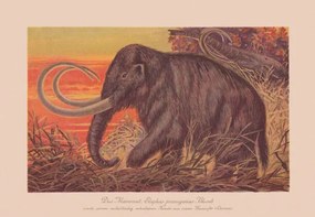 Ilustratie Woolly mammoth , chromolithograph, published in, ZU_09