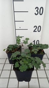 Geranium sanguineum 'Apfelblüte' - pot 9x9 cm -
