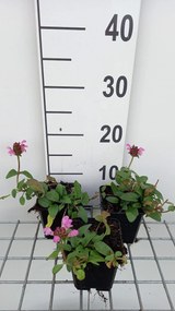 Prunella grandiflora 'Pink Loveliness' - pot 9x9 cm