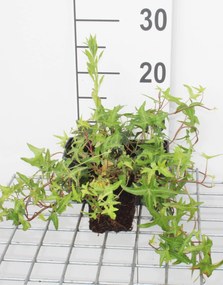 Hedera helix 'Sagittifolia' - pot 9x9 cm