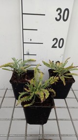 Achillea 'Taygetea' - pot 9x9 cm