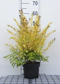 Ligustrum ovalifolium 'Lemon and Lime' - pot - 25-30 cm