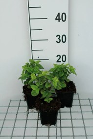 Veronica 'Sunny Border Blue' - pot 9x9 cm