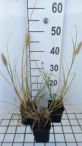 Pennisetum alopecuroides 'Reborn' - pot 9x9 cm