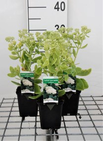 Sedum spectabile 'Iceberg' - pot 9x9 cm -