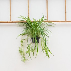 Chlorophytum Comosum'Variegatum'- 55cm