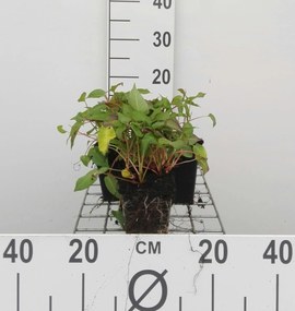 Persicaria amplexicaulis 'Inverleith' - pot 9x9 cm