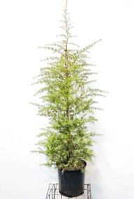 Cedrus deodara - pot 18L - 125-150 cm
