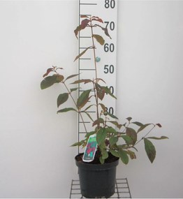 Callicarpa bodinieri 'Profusion' - pot - 40-60 cm