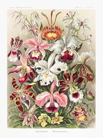 Kunstreproductie Orchideae–Denusblumen, Ernst Haeckel