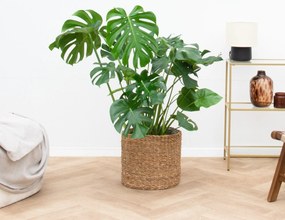 Monstera Deliciosa - 100cm