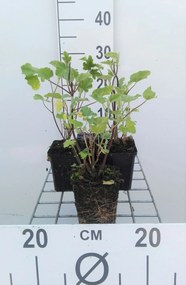 Lavatera 'Barnsley' - pot 9x9 cm -