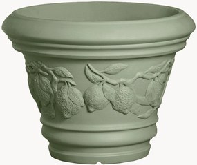 Planter Limoni