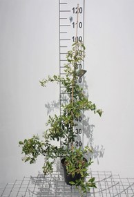 Pyracantha 'Soleil d'Or' - pot 3L - 80-100 cm
