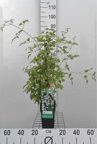 Clematis vitalba - pot - 50-60 cm