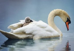 Foto Sleepy Mute Swan Cygnet Takes a Ride on Mom's Back, Vicki Jauron, Babylon and Beyond Photography, (40 x 26.7 cm)
