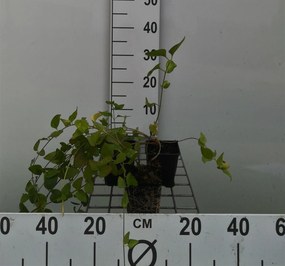Vinca major - pot 9x9 cm