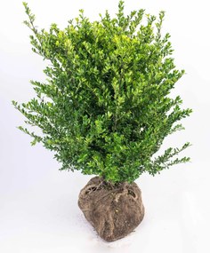 Ilex crenata 'Icoprins11' (Dark Green) - aardekluit - 60-80 cm - struik