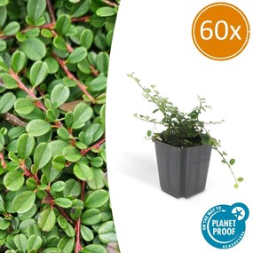 Cotoneaster pro'Streib's Findling'- 20cm