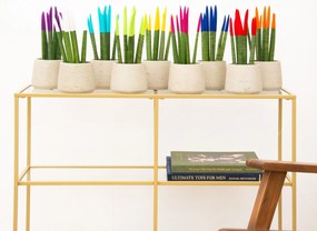 Sansevieria VELVET TOUCHZ - Paars - Wit - Licht blauw - Groen - Geel - Roze - Blauw - Rood - Oranje