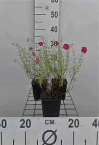 Helianthemum 'Ben Hope' - pot 9x9 cm
