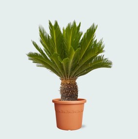Cycas Revoluta - 130cm