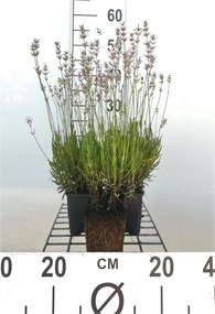 Lavendel rozebloeiend - pot 9x9 cm (Lavandula angustifolia 'Rosea') -