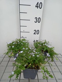 Isotoma fluviatilis - pot 9x9 cm -